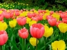 Тюльпаны: посадка и уход в открытом грунте, фото c сортами и названиями
